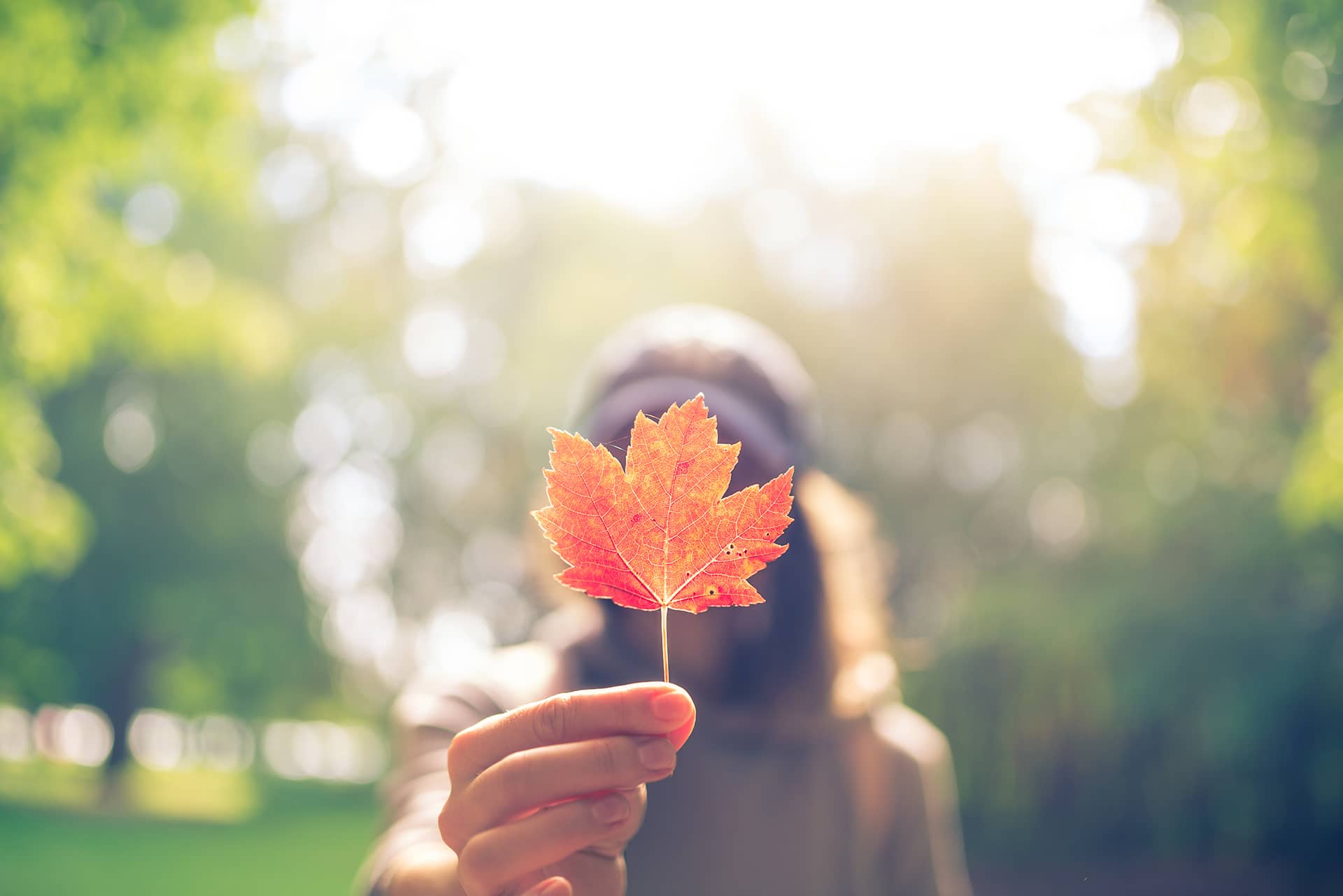 Woman Hand Holding Red Maple Leaf in a canadian park